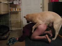 Bestiality Tube - Male owner is mounted by his big dog